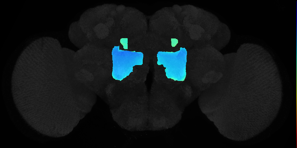 lateral complex on adult brain template JFRC2
