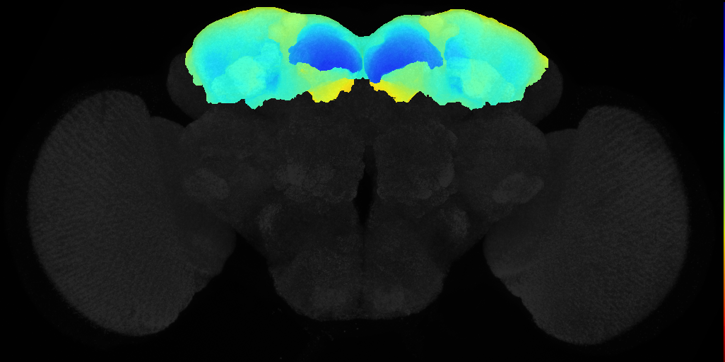 superior neuropils on adult brain template JFRC2