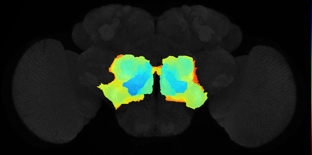 ventromedial neuropils on adult brain template JFRC2