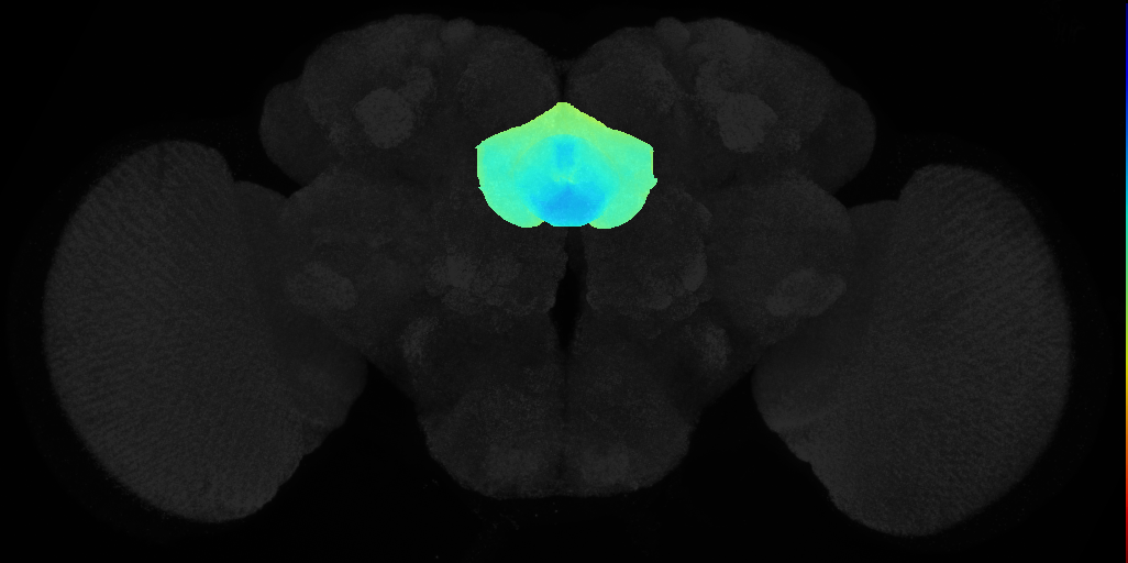 central body on adult brain template JFRC2