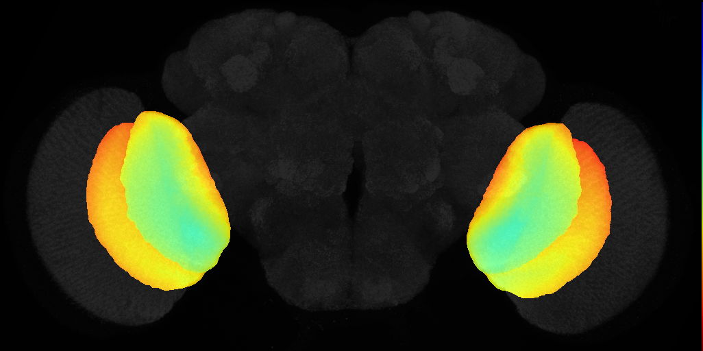 lobula complex on adult brain template JFRC2