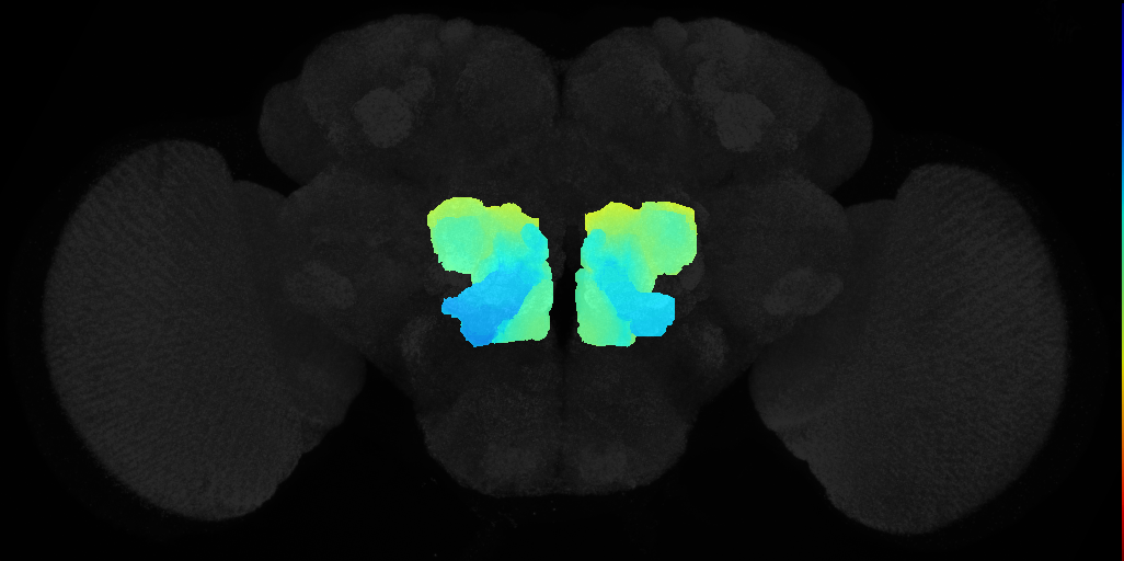 ventral complex on adult brain template JFRC2