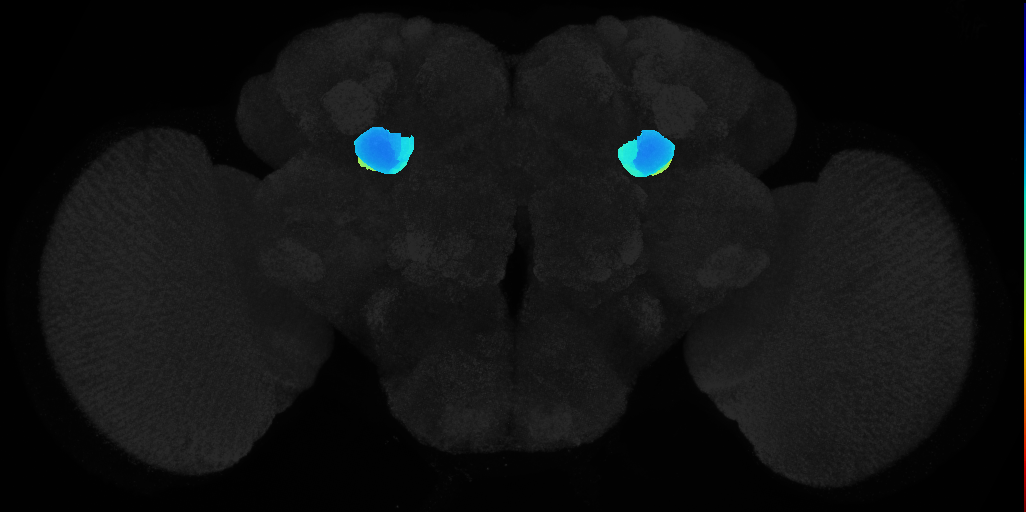 BrainName neuropils on adult brain JFRC2 (Jenett, Shinomya)
