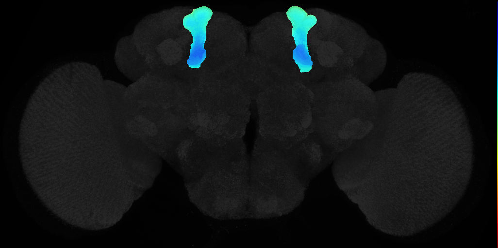 vertical lobe of adult mushroom body on adult brain template JFRC2