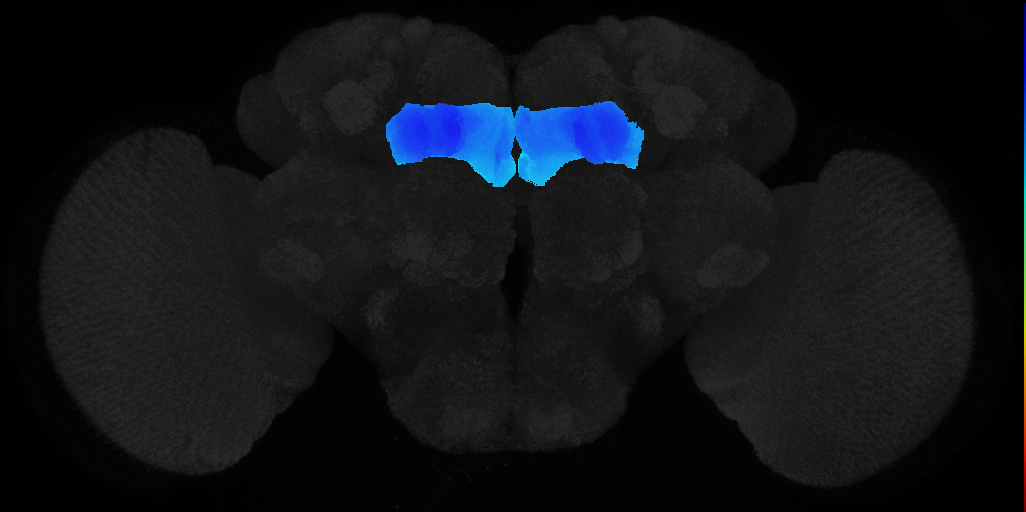 medial lobe of adult mushroom body on adult brain template JFRC2