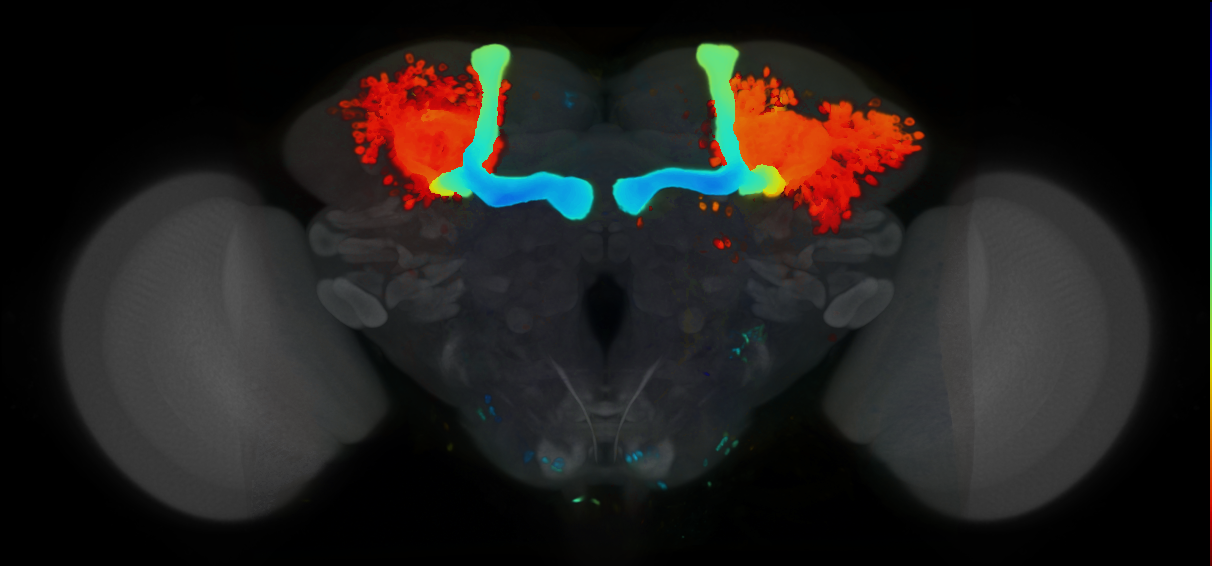 P{VT021452-GAL4} expression pattern