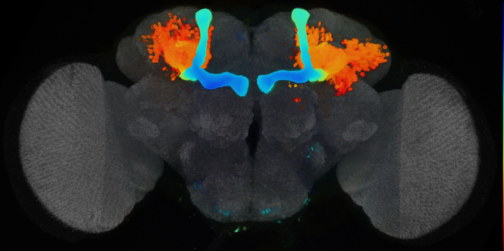 P{VT021452-GAL4} expression pattern