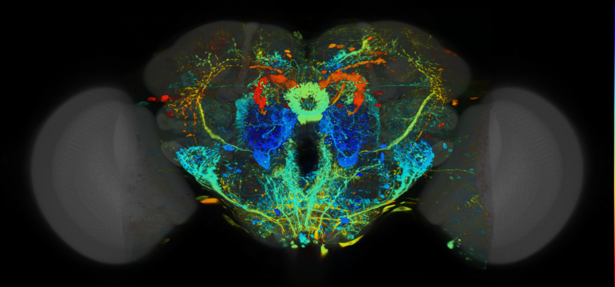 P{VT021764-GAL4} expression pattern
