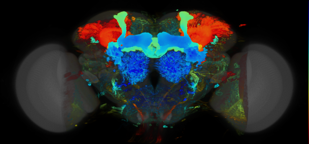 P{VT021766-GAL4} expression pattern