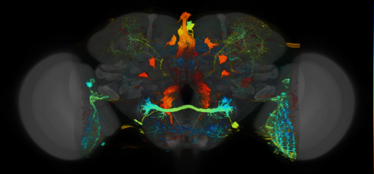 P{VT021793-GAL4} expression pattern
