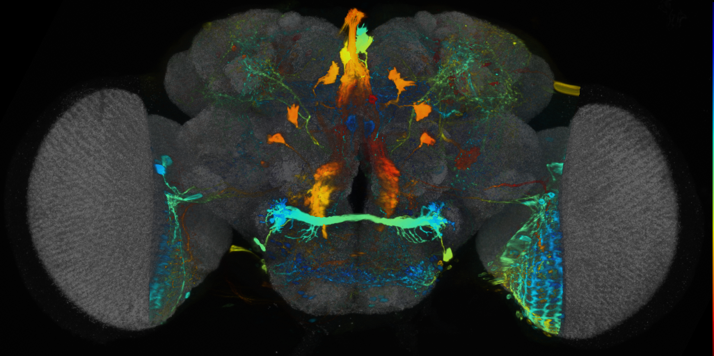 P{VT021793-GAL4} expression pattern