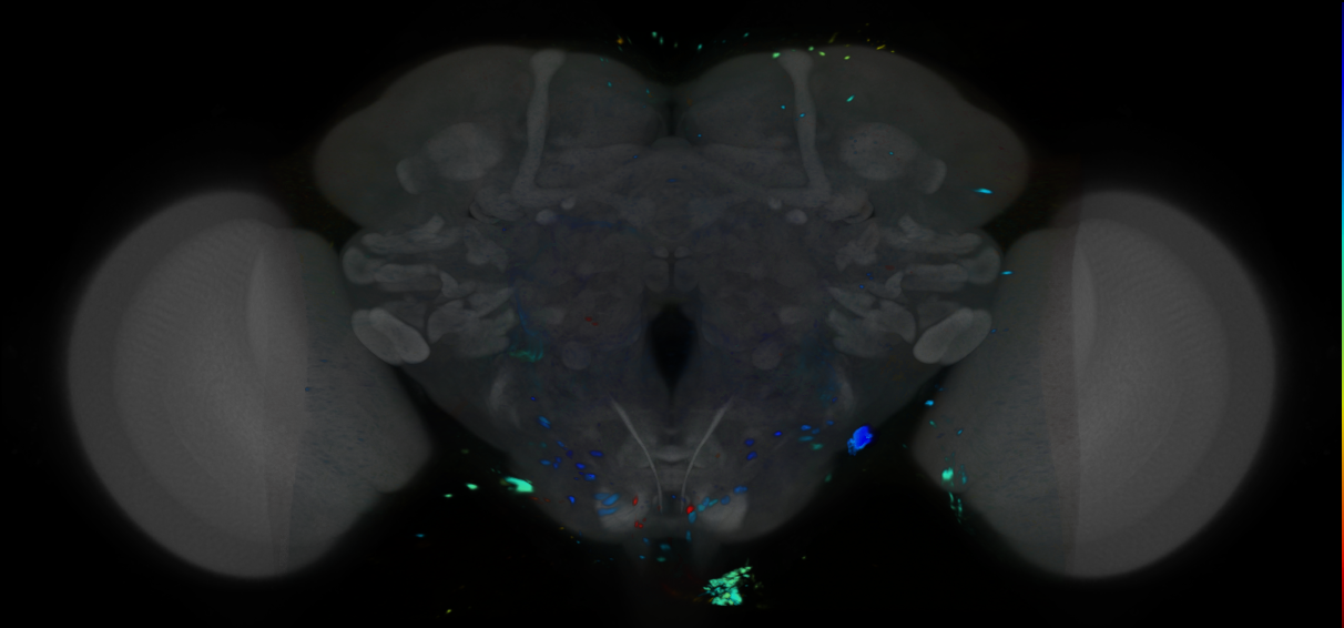 P{VT021811-GAL4} expression pattern