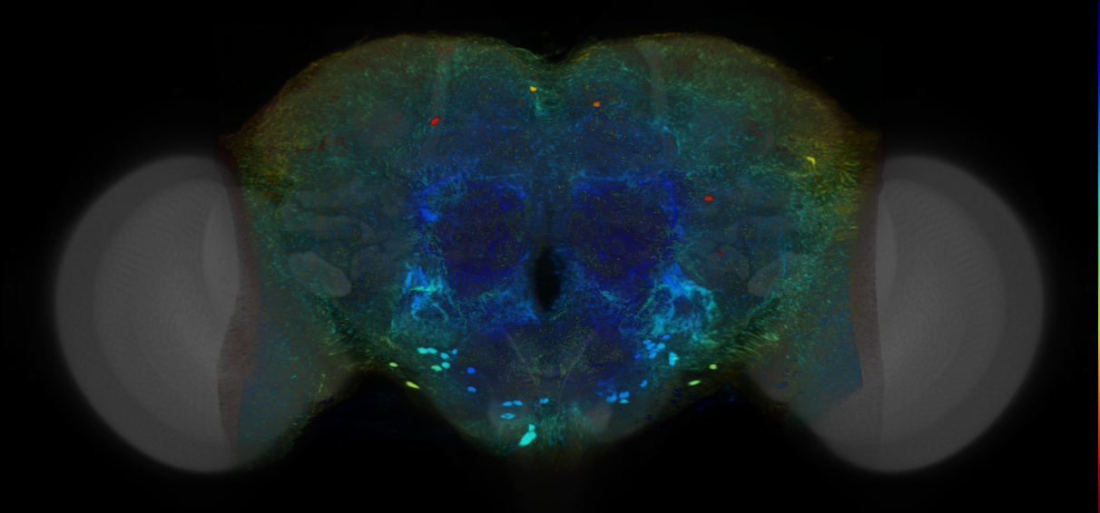 P{VT021828-GAL4} expression pattern