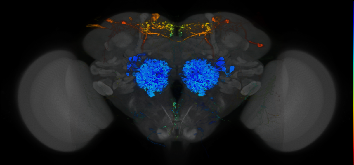 P{VT021844-GAL4} expression pattern