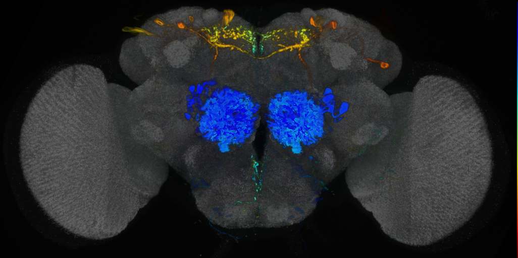 P{VT021844-GAL4} expression pattern