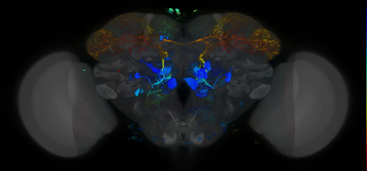 P{VT022004-GAL4} expression pattern