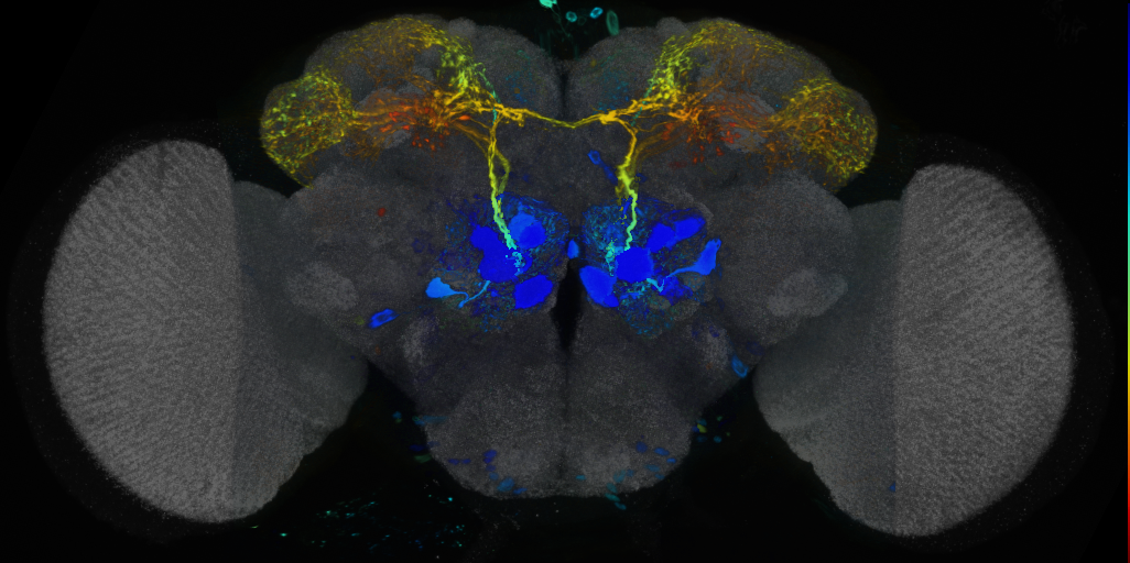 P{VT022004-GAL4} expression pattern