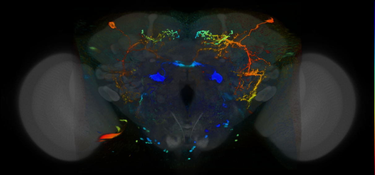 P{VT022005-GAL4} expression pattern