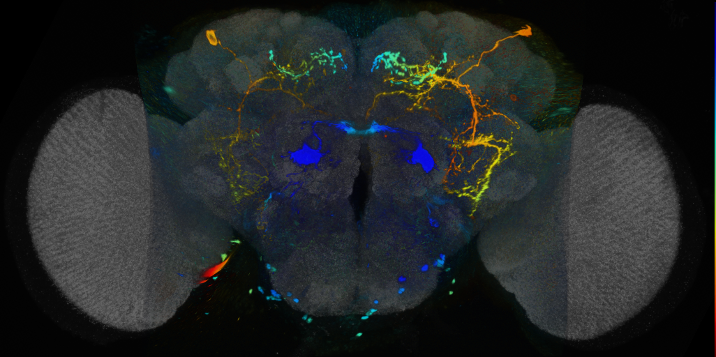 P{VT022005-GAL4} expression pattern