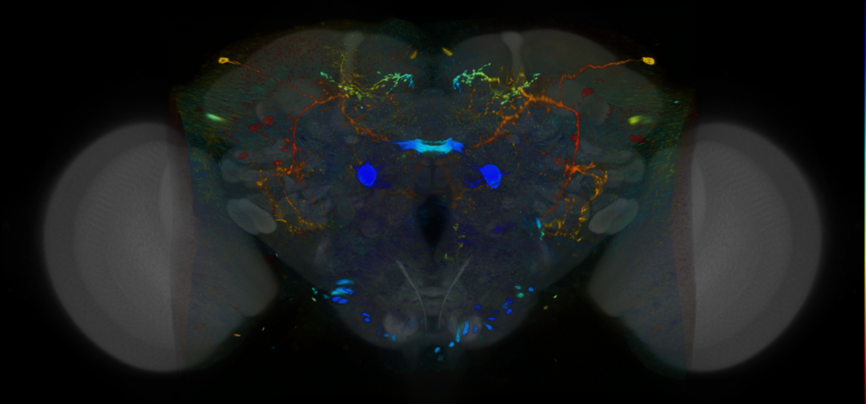 P{VT022005-GAL4} expression pattern