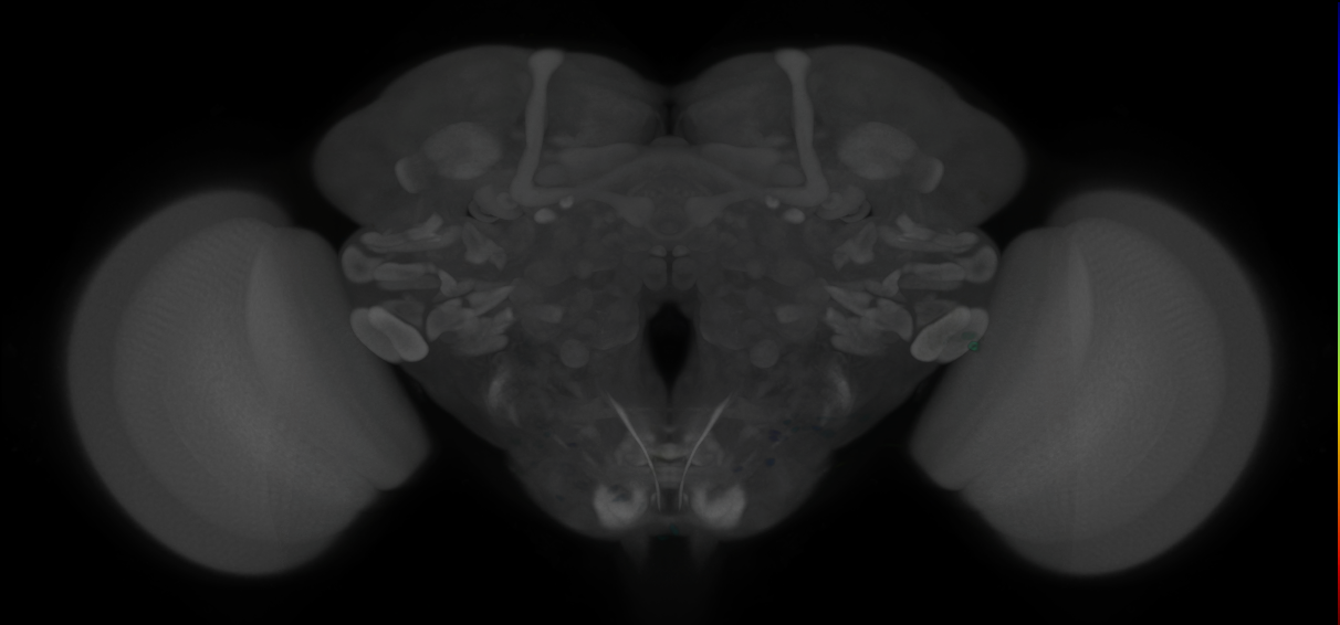 P{VT022072-GAL4} expression pattern
