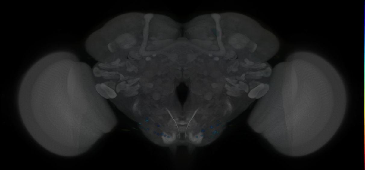P{VT022072-GAL4} expression pattern