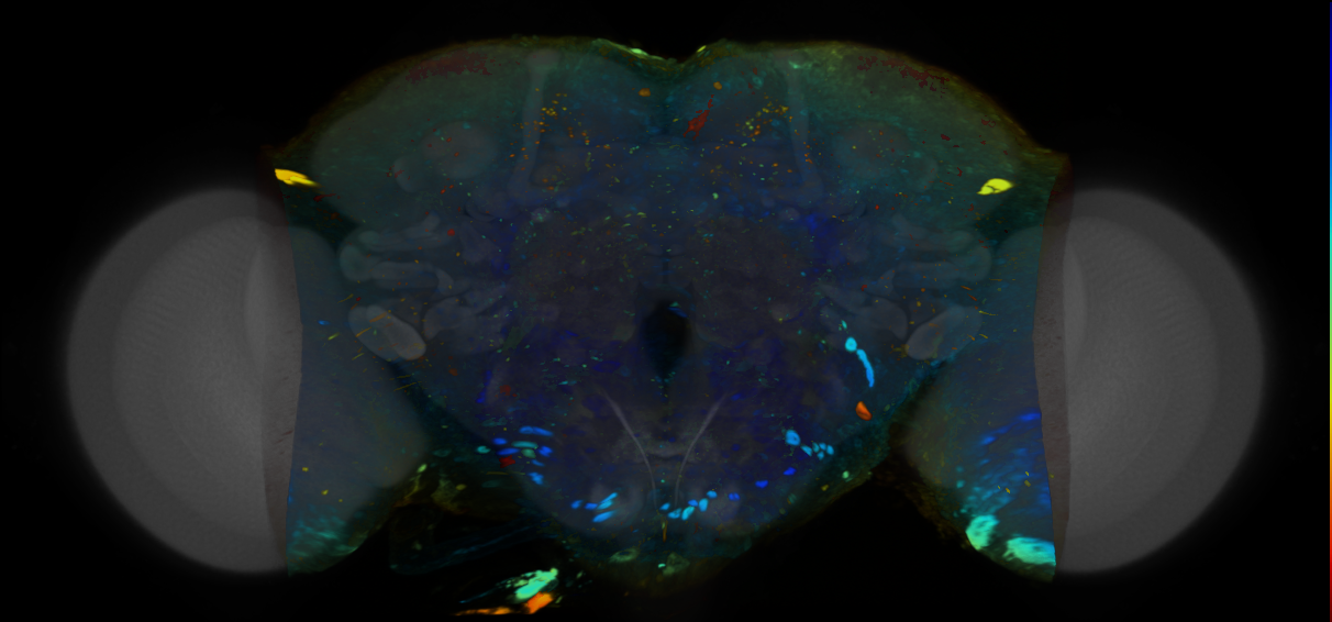 P{VT022079-GAL4} expression pattern