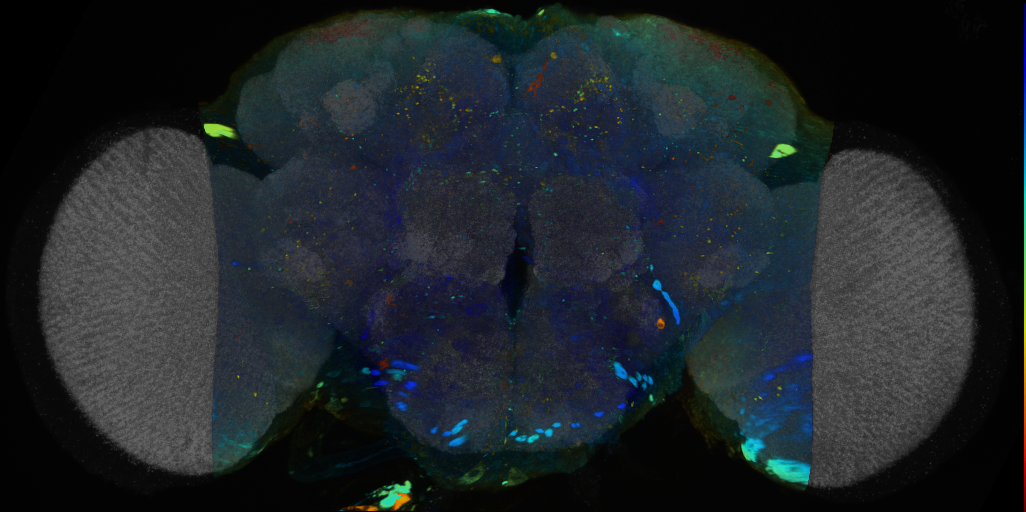 P{VT022079-GAL4} expression pattern