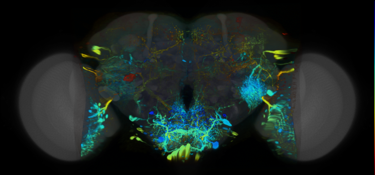 P{VT022083-GAL4} expression pattern
