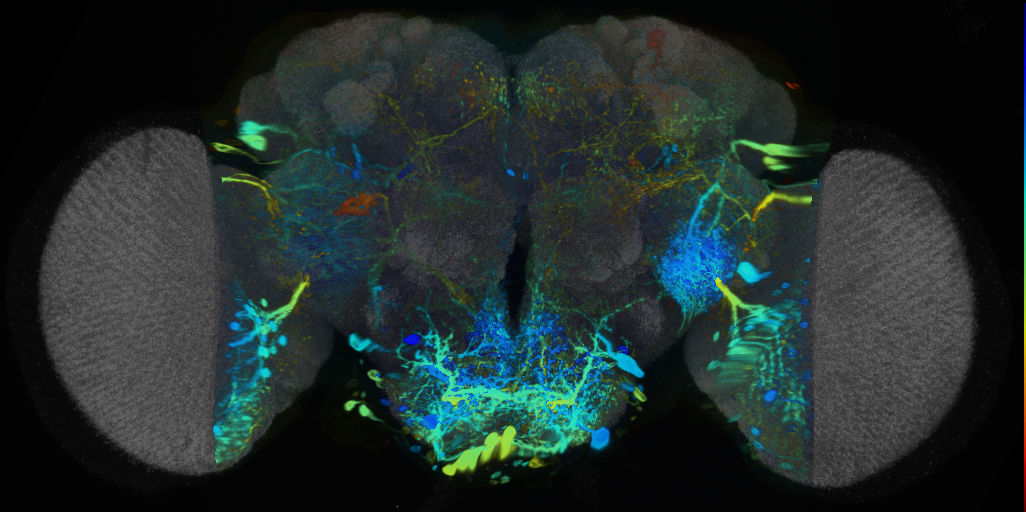 P{VT022083-GAL4} expression pattern