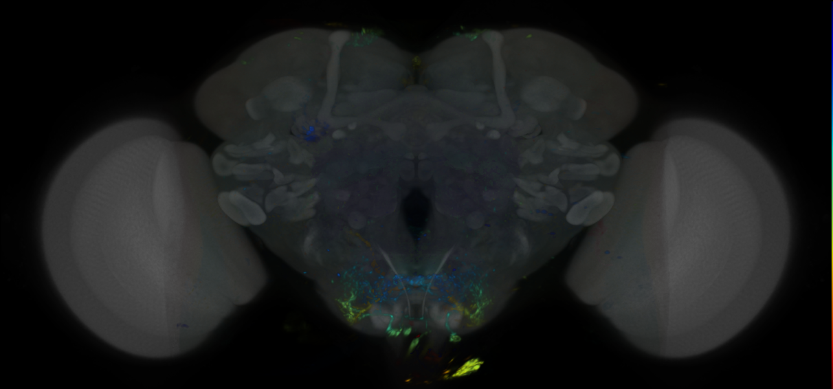 P{VT022226-GAL4} expression pattern