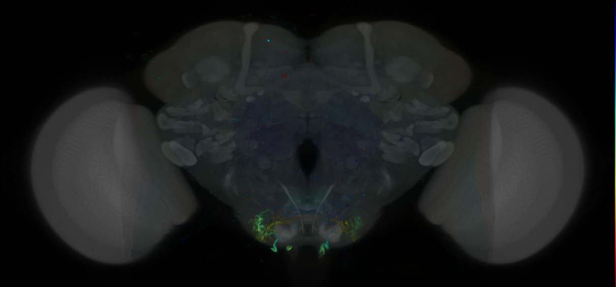 P{VT022226-GAL4} expression pattern