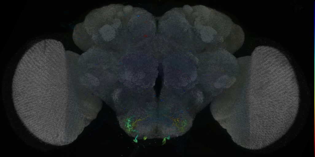 P{VT022226-GAL4} expression pattern
