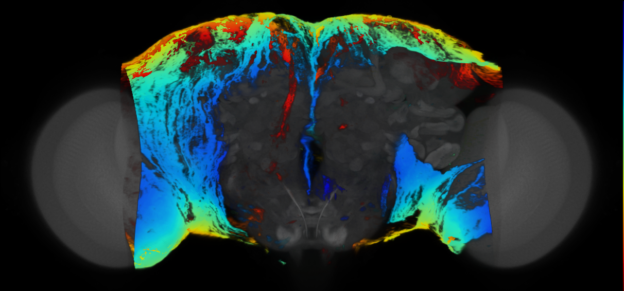 P{VT022234-GAL4} expression pattern
