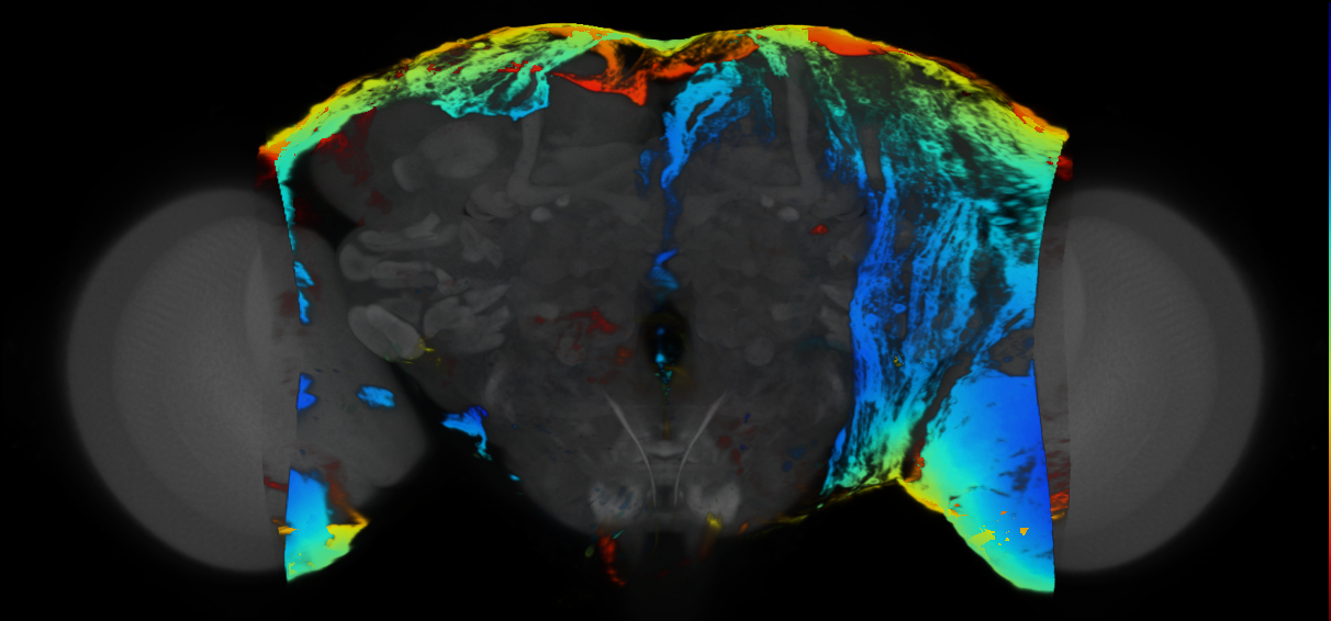 P{VT022234-GAL4} expression pattern