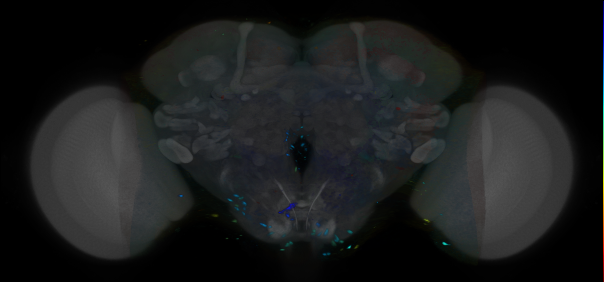 P{VT022314-GAL4} expression pattern