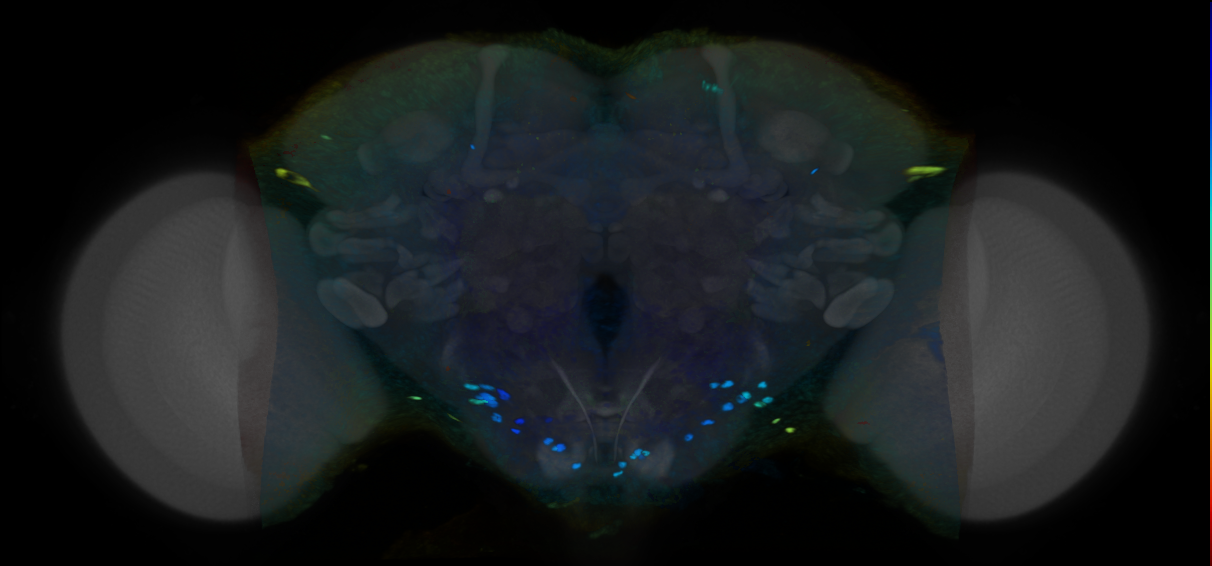 P{VT022985-GAL4} expression pattern