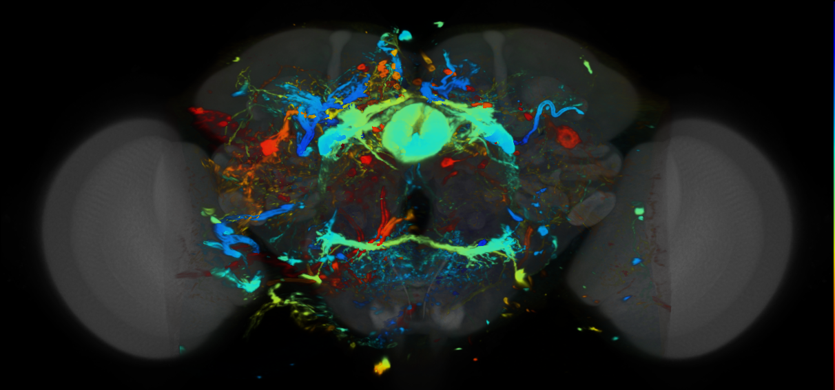 P{VT023470-GAL4} expression pattern