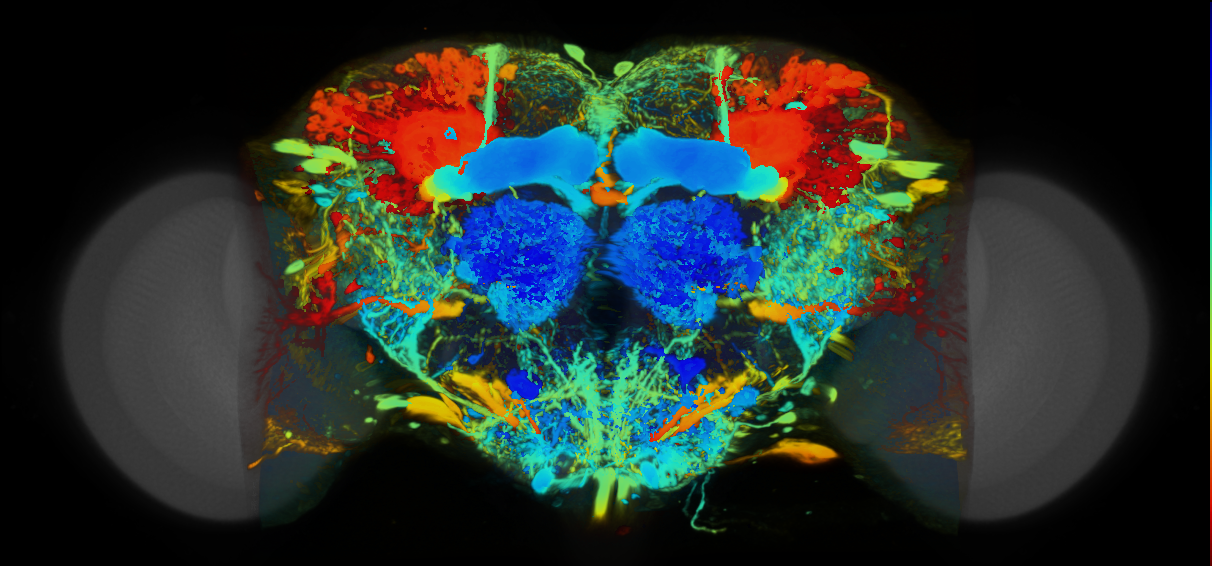 P{VT023561-GAL4} expression pattern
