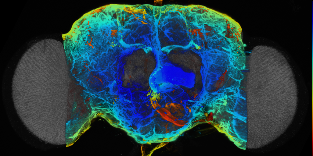 P{VT023564-GAL4} expression pattern
