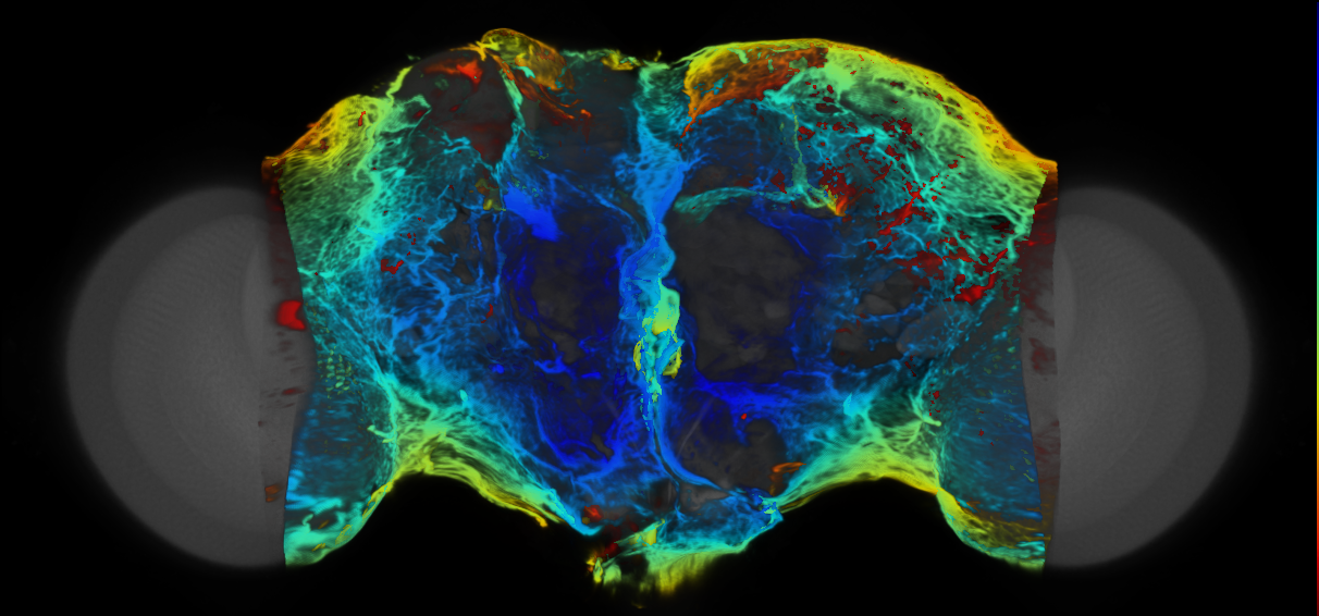 P{VT023564-GAL4} expression pattern
