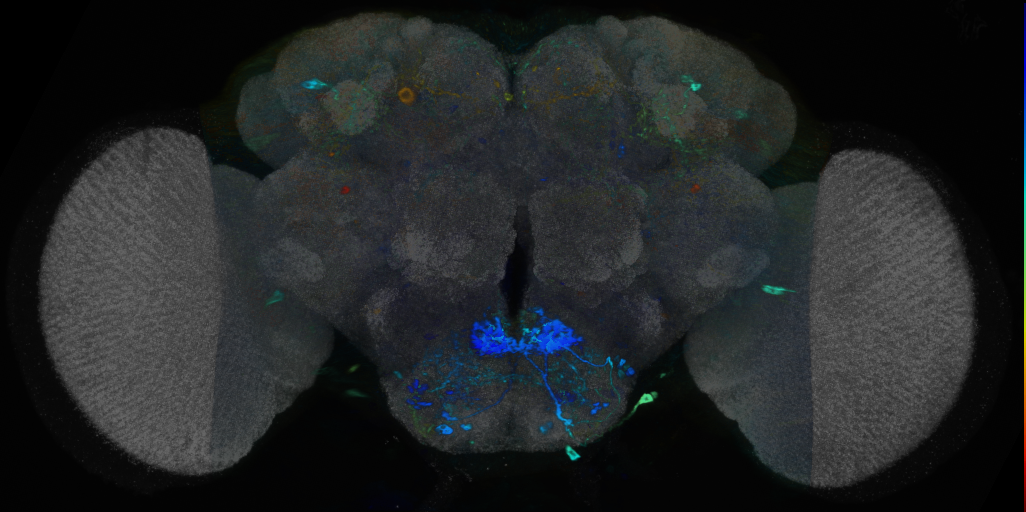 P{VT023745-GAL4} expression pattern