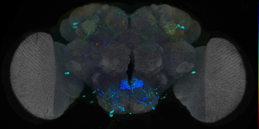 P{VT023745-GAL4} expression pattern