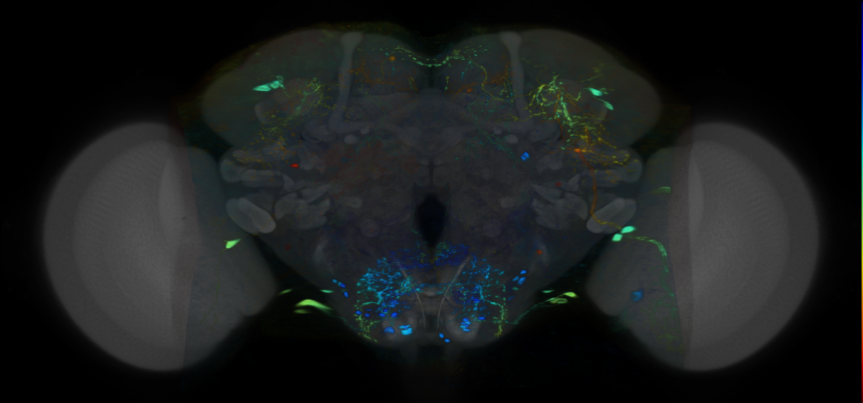 P{VT023745-GAL4} expression pattern