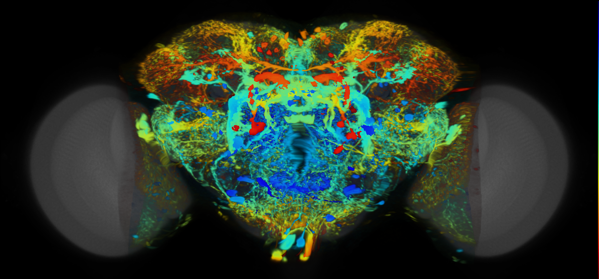 P{VT023755-GAL4} expression pattern
