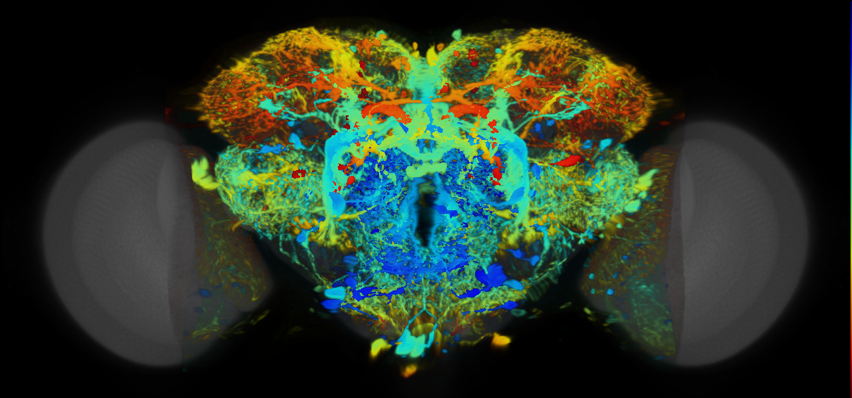 P{VT023755-GAL4} expression pattern