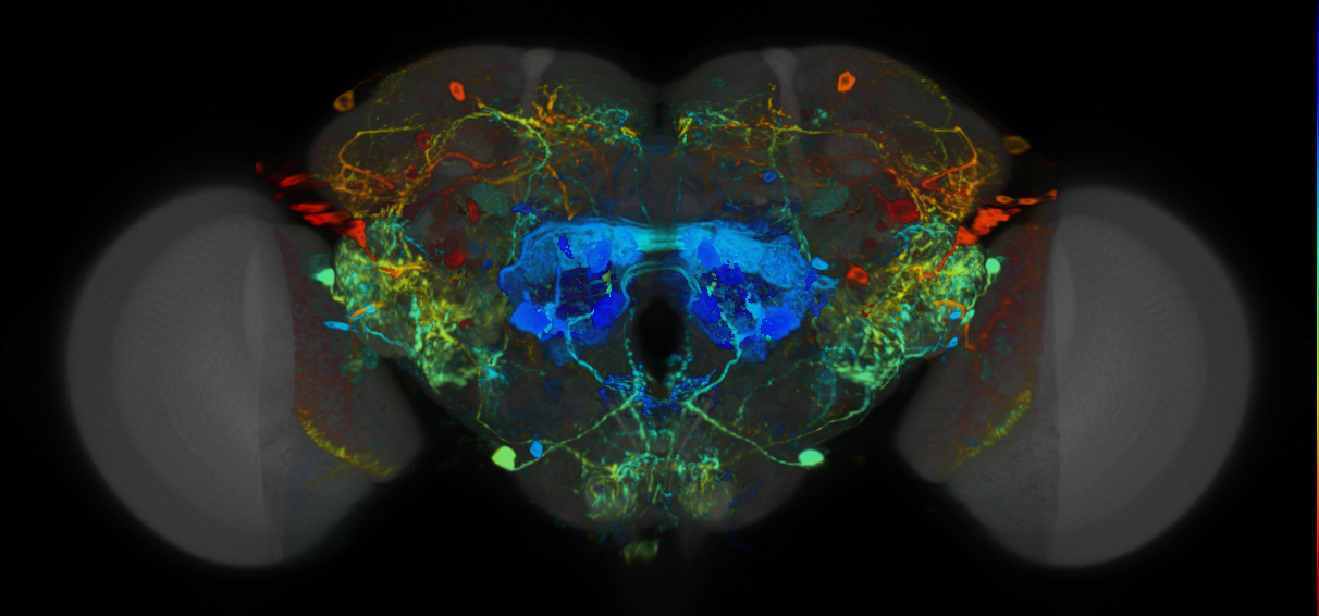 P{VT023796-GAL4} expression pattern