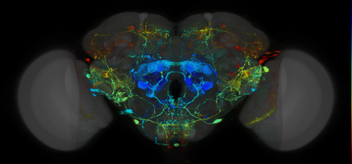 P{VT023796-GAL4} expression pattern