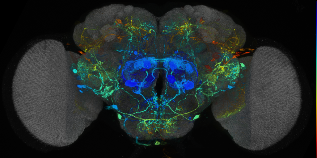 P{VT023796-GAL4} expression pattern