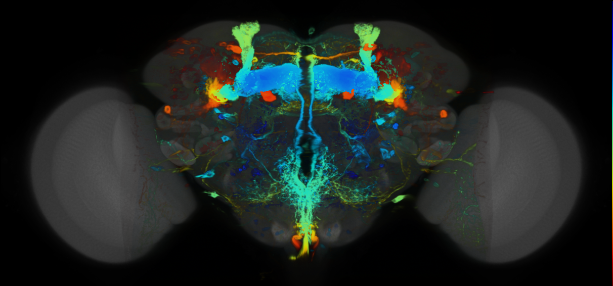 P{VT023797-GAL4} expression pattern